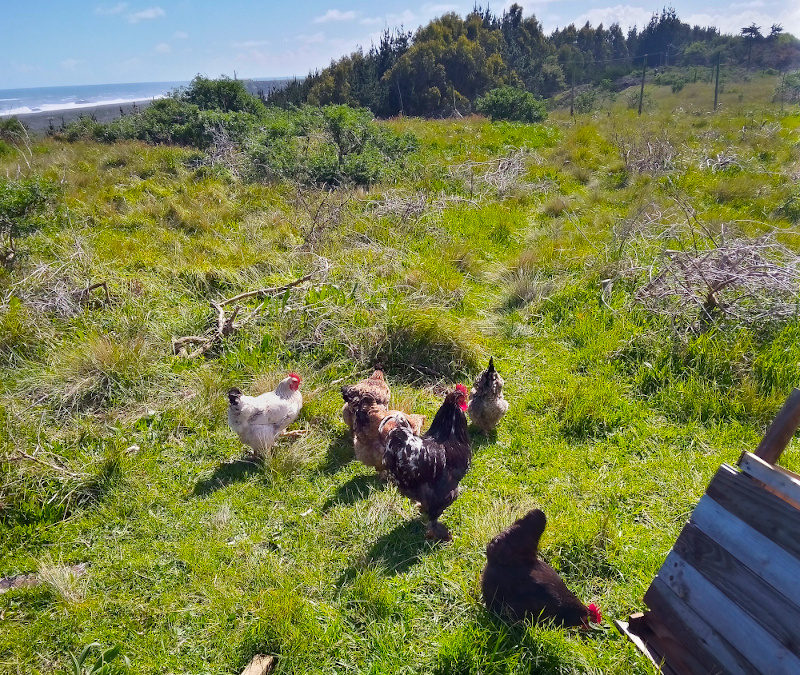 Oakshire - Chickens in the Garden.